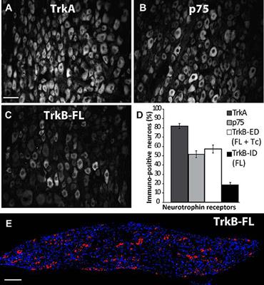 Presence of Functional Neurotrophin TrkB Receptors in the Rat Superior Cervical Ganglion